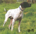 Pedigree MIRCO DU BOIS D'ALDEBARAN Pedigree MIRCO DU BOIS D'ALDEBARAN